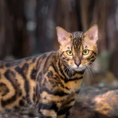 A portrait of Benji the Bengal, looking directly at the camera. His intelligent gaze and beautiful rosette patterns make for a powerful and captivating image.
