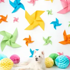 This fluffy white Pomeranian looks so elegant against the bright colors of the pinwheel backdrop. Creating a visually exciting set is key to a successful themed campaign, and this shoot was full of energy and joy.