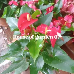 A beautiful red Anthurium plant, also known as the Flamingo Flower. These are great indoor plants that produce long-lasting, waxy flowers. I have all types of indoor and outdoor plants available.