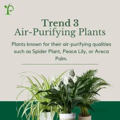 Trend 3: Air-Purifying Plants. Improve your indoor air quality with nature's own filters. NASA-studied plants like the Spider Plant, Peace Lily, and Areca Palm are known for their ability to remove toxins from the air.