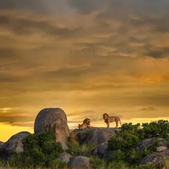Every time I lead a trip to the Serengeti, this is the dream shot we chase. Two magnificent male lions surveying their kingdom from a kopje, bathed in the golden light of dawn. It’s a real-life Lion King moment, and witnessing it unfold is pure magic that never gets old.