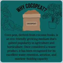 Why cocopeat? This eco friendly growing medium, derived from coconut husks, has excellent water retention and nutrient holding capacity.