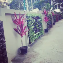Here, I used smaller vertical garden sections to break up a long exterior wall. I paired them with potted cordyline plants to add height and a splash of red color.