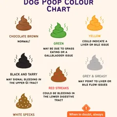 Your dog's poop can tell you a lot about their health. Our dog poop color chart helps you understand what's normal and what might indicate an underlying issue that needs a vet's attention.