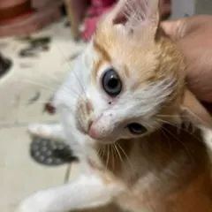 This tiny ginger and white kitten is about 2 months old and looking for a home. He and his sister are currently safe with their mom but need to be adopted.