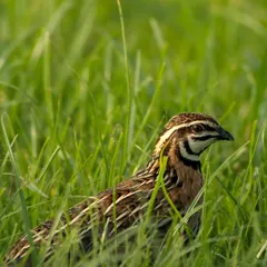 A male Rain Quail, or Black-breasted Quail, hiding in the tall green grass. Its bold black and white face pattern is unmistakable.