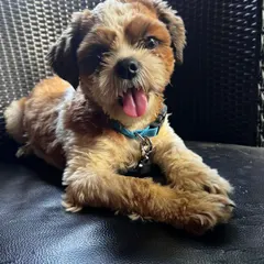 Meet this adorable 5-month-old Shih Tzu we rescued from a breeder. She is fully vaccinated, dewormed, and ready for a family that can offer her a wonderful life. Adopting a purebred dog like her is possible and helps combat unethical breeding practices.