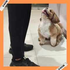 Look at that happy face! This freshly groomed Shih Tzu is looking up adoringly, a perfect example of the positive connection we build with our furry guests.