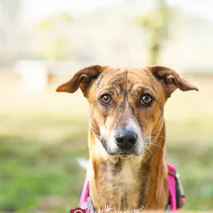 A close-up portrait of a beautiful brindle indie dog available for adoption. The soft, natural light and her direct gaze create an intimate connection, inviting you to look closer and see the sweet soul behind those eyes.