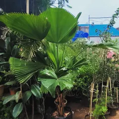 This 6-foot Licuala Grandis palm is a stunner. Its large, pleated, fan-like leaves are incredibly elegant and make it a highly sought-after plant for interior design.