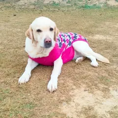 Doodle enjoying a relaxing day outside. Labradors are known for being great family pets, and she is a perfect example of the breed's wonderful temperament.