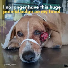 This dog's painful facial tumor was treated for free at our Trauma Centre, a service made possible by proceeds from our private hospital, SASH.