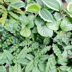 A collection of various Calathea species at our nursery. We cultivate these plants for their stunning foliage, which features intricate patterns and unique shapes, making them a top choice for decorative indoor greenery.