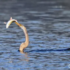 The moment of success for an Oriental Darter, emerging from the water with a fish secured in its slender beak. This image highlights the bird's incredible speed and precision as a hunter.