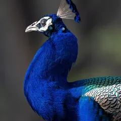 A close-up portrait of the Indian Peafowl, focusing on its iridescent blue neck and regal crest.