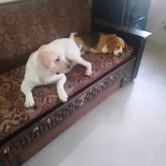 After a good play session, it's time for a nap. Simba the Labrador and Max the Beagle are sharing the couch here. This is what my cage-free boarding is all about: letting dogs relax wherever they feel most comfortable.