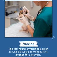 The first round of vaccines is critical for a puppy's health, typically given around 6-8 weeks. I always remind new parents to schedule that first important vet visit.