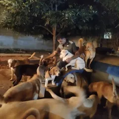 A quiet evening moment with the pack. They know they can trust me, and they gather around for comfort and affection.