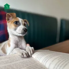 A puppy looks like it's reading a book, perfectly capturing the spirit of our "Reading with Pups" sessions in Coimbatore.