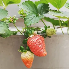 Strawberries ripening on the vine. The automated system ensures they get consistent nutrients for a sweet and juicy flavor.