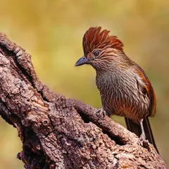 A Striated Laughingthrush is perched on a textured, weathered branch. The warm, golden background complements the bird's brown plumage, creating a harmonious and peaceful scene.