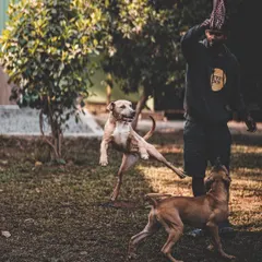 Playtime is customized for every dog. Here, I'm engaging a group of energetic dogs in a game that suits their high drive and playful nature.