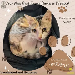 Meet Bambi, a beautiful one-year-old calico. She is fully vetted, vaccinated, and spayed, making her ready to settle into her forever home. You had her at meow, and now she's waiting for you.