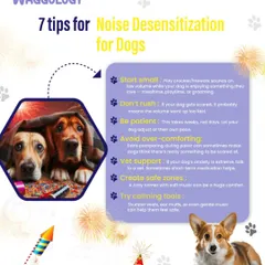 Loud noises from festivals like Diwali can be terrifying for dogs. This infographic provides 7 tips for noise desensitization, including starting with low-volume sounds, creating safe zones, and being patient. My goal is to help your dog build confidence, even in the loudest moments.