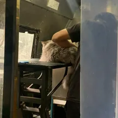 A look at our groomer carefully brushing a fluffy cat inside our van. Pet parents can watch through the window or sit inside to ensure their cat feels secure.