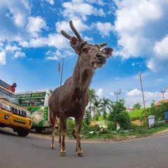 The same Sambar deer, captured with a fisheye lens to create a distorted, surreal perspective. This shot emphasizes how out of place the wild animal is in this man-made environment of traffic and tourists.