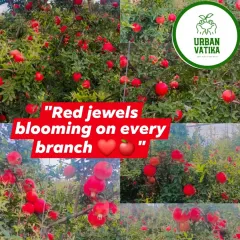 Imagine picking fresh pomegranates from your own garden. I specialize in providing healthy, fruit-bearing trees that thrive in our climate.