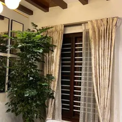 This tall Ficus tree is a great example of a statement plant. Placed by a window, it gets the light it needs and transforms the entire feel of the room, adding height and a sense of calm.