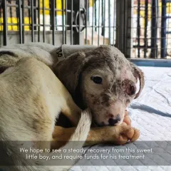 We are hopeful for a steady recovery for this sweet boy. Cases like his require extensive medical funds, which is why holding abusers financially responsible through legal action is also crucial.