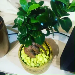 A classic Ficus bonsai with a thick, gnarled trunk, potted with bright yellow pebbles for a modern, decorative touch.