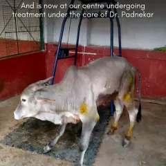 Under the expert care of our veterinary team, Manohar began his long journey to healing. Consistent medical attention and a safe environment are crucial for large animal trauma recovery.