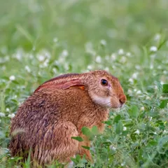An Indian Hare, wet from the morning dew, pauses in a field of green. Capturing mammals requires a different approach, often involving long waits and careful stalking.