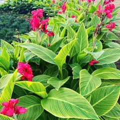 A close-up of Canna 'Pretoria' with its striking variegated leaves and bright red flowers. I use bold tropicals like this to create high-impact focal points in garden beds.