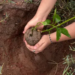 A close-up of a student's hands carefully placing a native sapling into the earth. This is climate action done right: right species, right place, right time.
