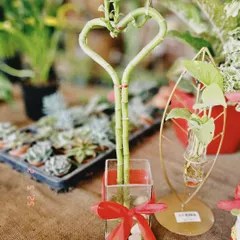 For Valentine's Day, I created these heart-shaped lucky bamboo arrangements. They are a simple, beautiful way to gift something that grows, just like your love.