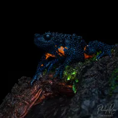 This is the Galaxy Frog, one of the rarest amphibians in the world. Finding and photographing these tiny, out of this world creatures on my macro tours in the Western Ghats is an experience I still have to pinch myself about.