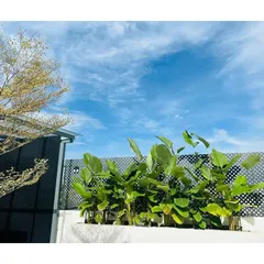 We used Calathea Lutea plants in raised planters to create a green skyline on this terrace. Their large leaves stand out beautifully against the open sky, adding a touch of nature to this elevated urban space.