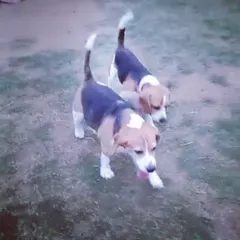 Two beagle best friends enjoying their time together. Many dogs who are single pets at home find valuable companionship and social skills here.