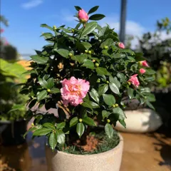 A healthy Camellia japonica in a pot, with glossy green leaves and delicate pink blossoms. I select plants that will provide beauty and structure throughout the seasons.