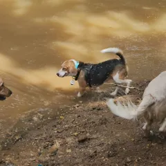 Exploring a new place with dog friends is a fantastic social and physical enrichment activity. This beagle is having a blast splashing around in the water.
