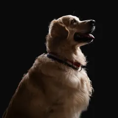 Leo the Golden Retriever, captured with a soft rim light that defines his beautiful coat against the dark backdrop. This technique gives the portrait a truly artistic and painterly feel.