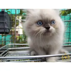 Those deep blue eyes are just mesmerizing. This is one of our seal point Persian kittens, known for their creamy coats and striking blue eyes. It's sitting in one of the cattery's wire planters, curious about its surroundings.