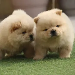 These two Chow Chow puppies are healthy and come with breed certification. They are raised to be calm and affectionate companions.