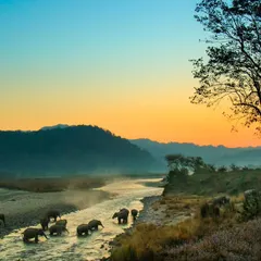 I call this one "Stairway to Heaven." Witnessing this herd of Asiatic elephants crossing the Ramganga River at dawn in Jim Corbett National Park was a spiritual experience. This wide, atmospheric shot is ideal for conservation stories or anyone needing to convey the majestic scale of the Indian wilderness.
