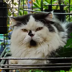 This fluffy black and white cat, Panda, is relaxing in a basket perch amidst the greenery of our catio, showing how our guests make themselves right at home.