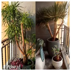 This Powai balcony features two distinct styles of Dracaena plants, showcasing our ability to select plants that complement the architecture and create a sophisticated look. Our mali service ensures they stay impressive.